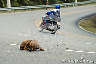 selective focus stray dog â€‹â€‹lying on the street There is room for text. The concept of the danger of driving on the road Stock Photo